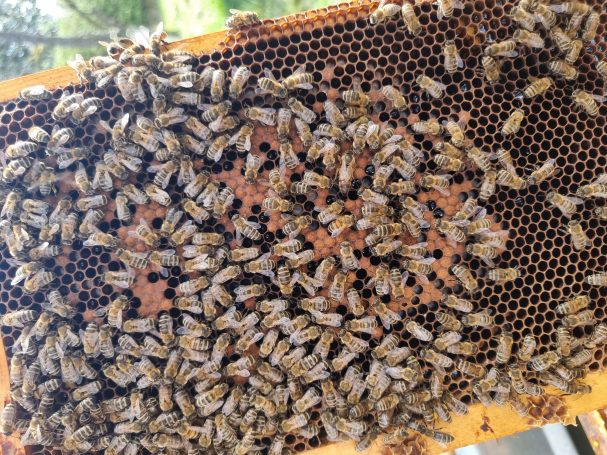 Bienendurchsicht